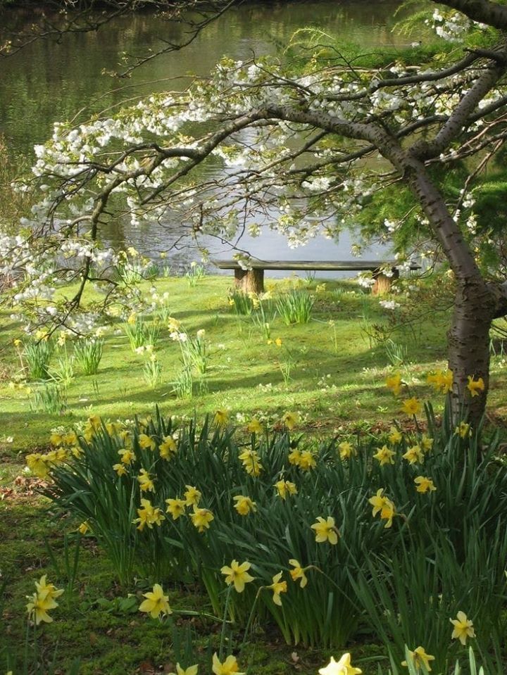 Soft Elegance  Source PINTEREST  Spring scenery Spring landscape  Front garden design