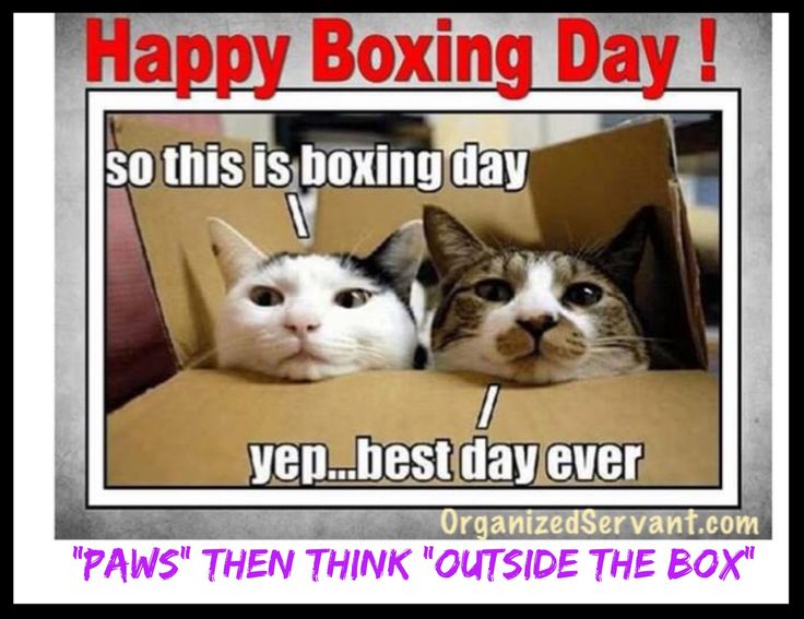 Happy Boxing Day paws   then think outside the box    OrganizedServantcom  Happy boxing day Cat day Good morning happy