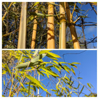 You_Who_Bamboo