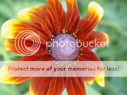 http://img.photobucket.com/albums/v11/otnorot/8bc20b49.jpg