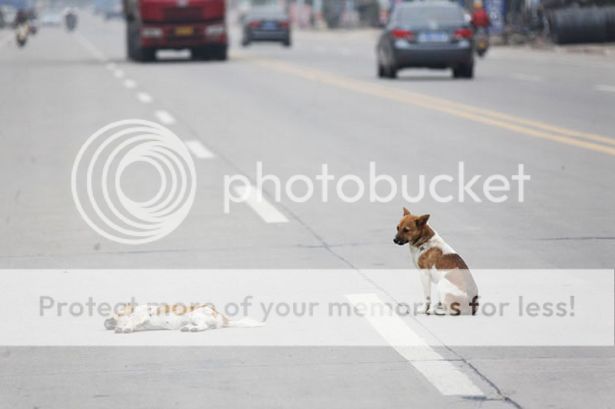 http://i1143.photobucket.com/albums/n627/thedogcody/Themaledog-1.jpg