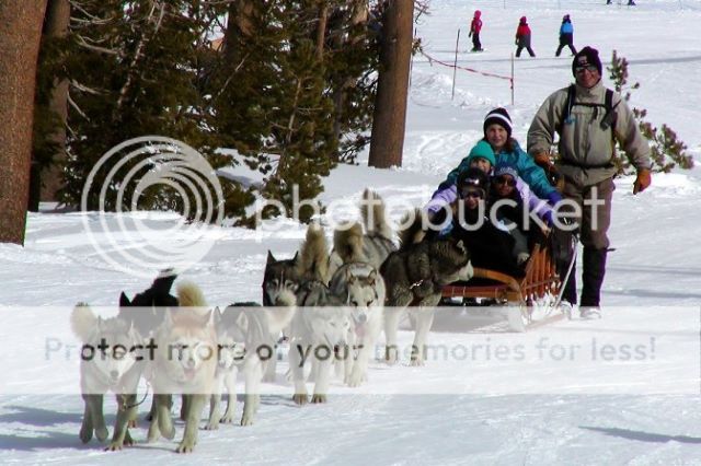 http://i1143.photobucket.com/albums/n627/thedogcody/dogsledmzw6.jpg