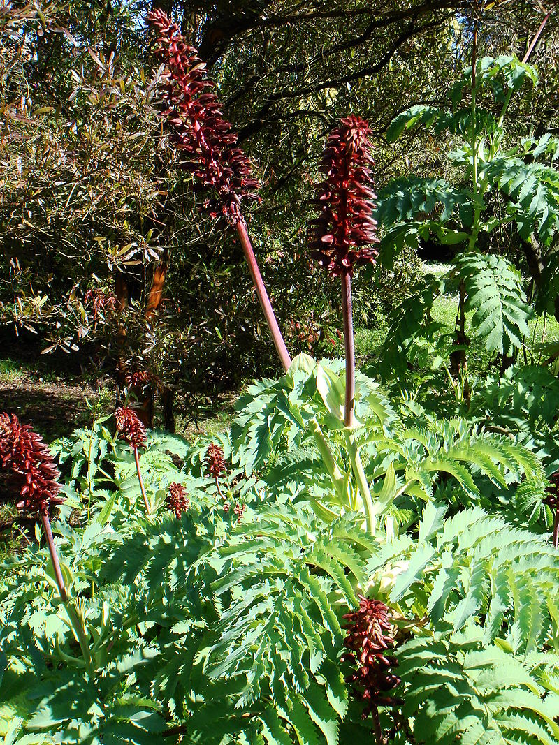 Melianthus major l by Stefano BologniniJPG