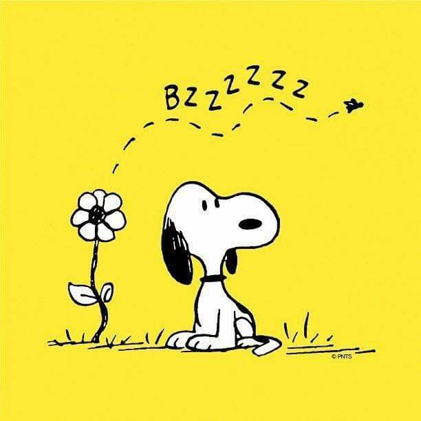 Today is World Honey Bee Day   Snoopy Snoopy images Snoopy love