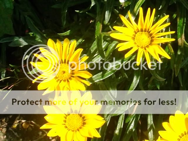 http://i1143.photobucket.com/albums/n627/thedogcody/garden%209th%20august/2012_08090010.jpg