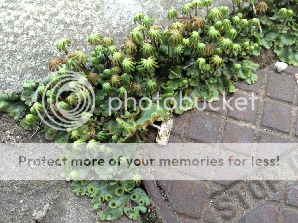http://i1160.photobucket.com/albums/q493/Ficks78/Weed1_zps3182158a.jpg