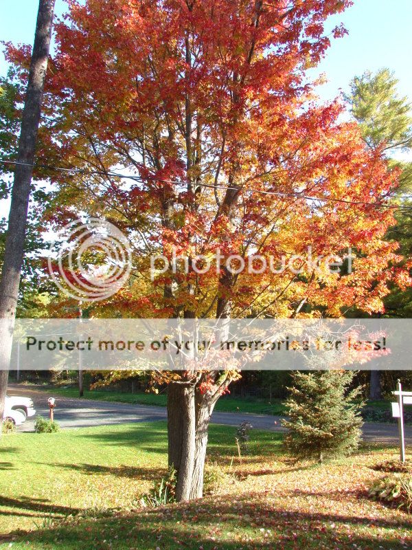 http://img.photobucket.com/albums/v11/otnorot/002-4.jpg