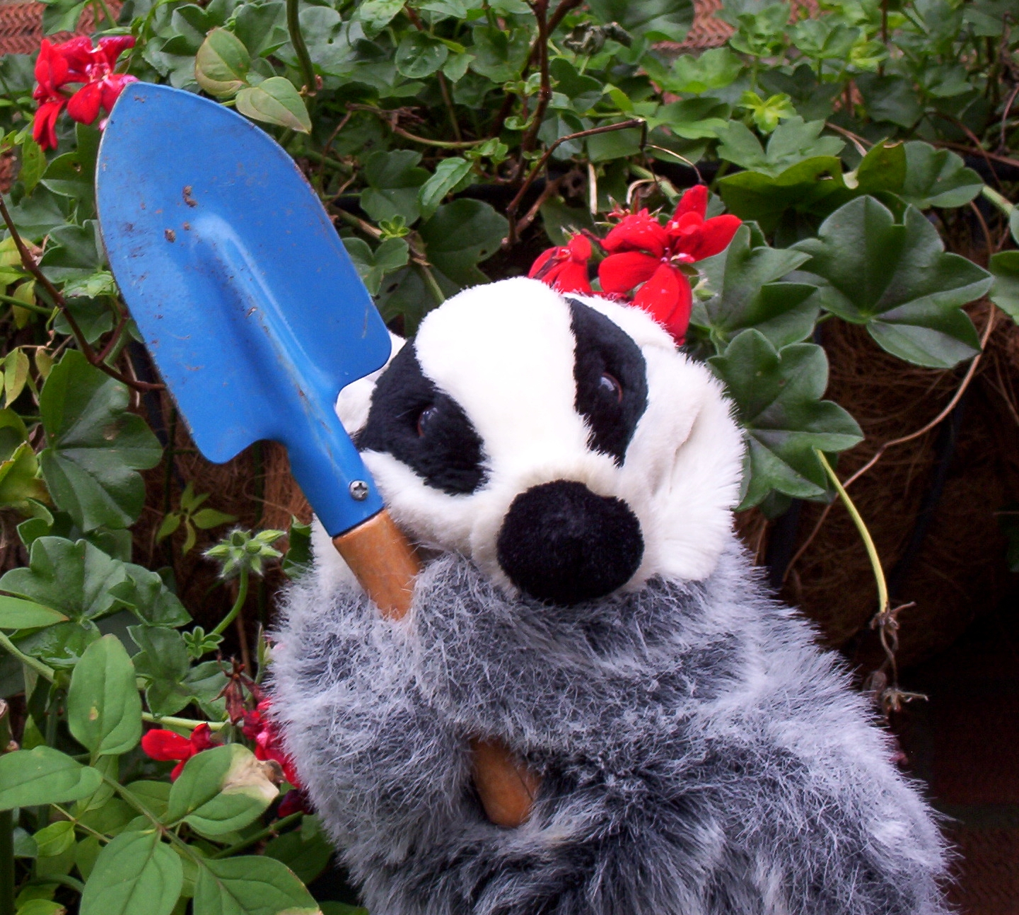 Nadger the badger