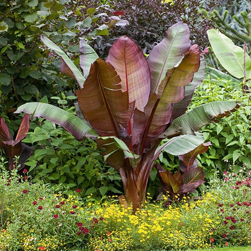 Image result for ensete ventricosum maurelii