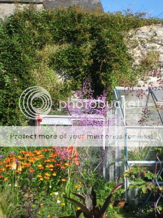 http://i1105.photobucket.com/albums/h342/figrat/gardenersworld/summergarden.jpg