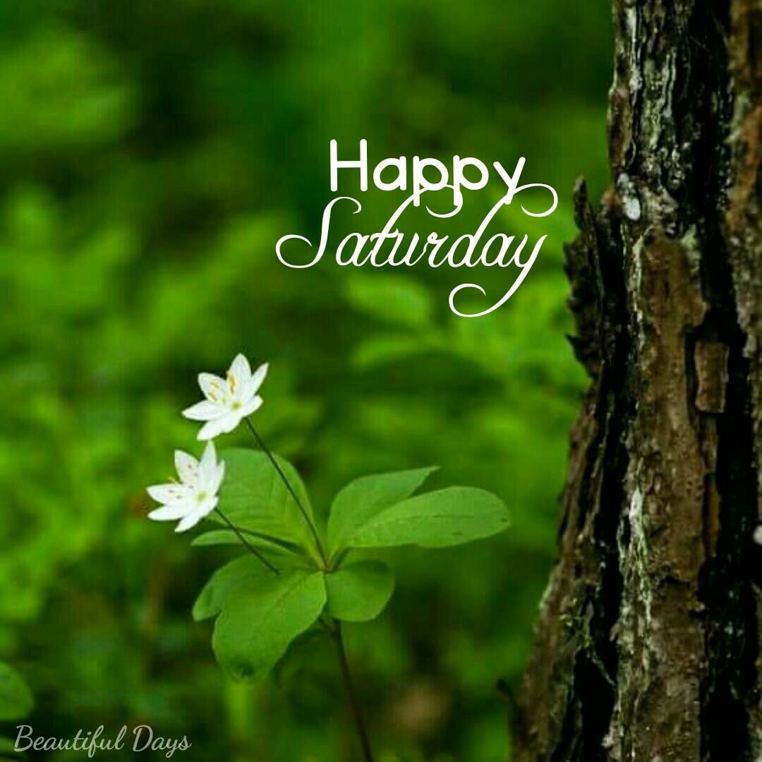 Pin on Happy Saturday - Misc