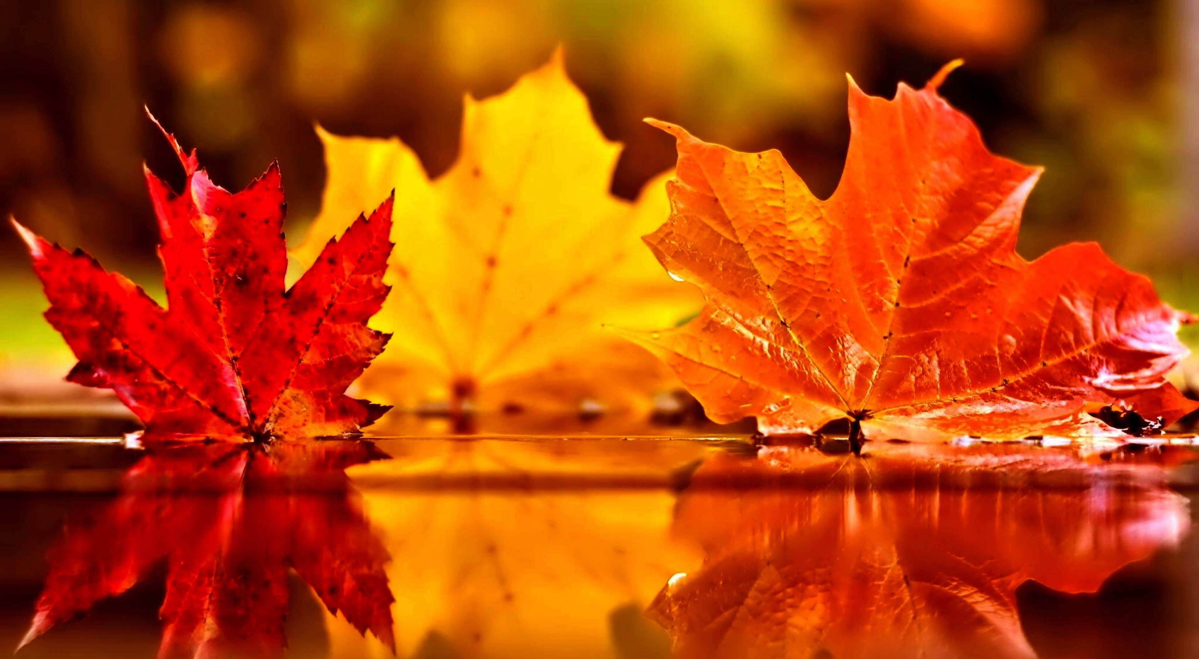 Image result for Beautiful Autumn leaves images