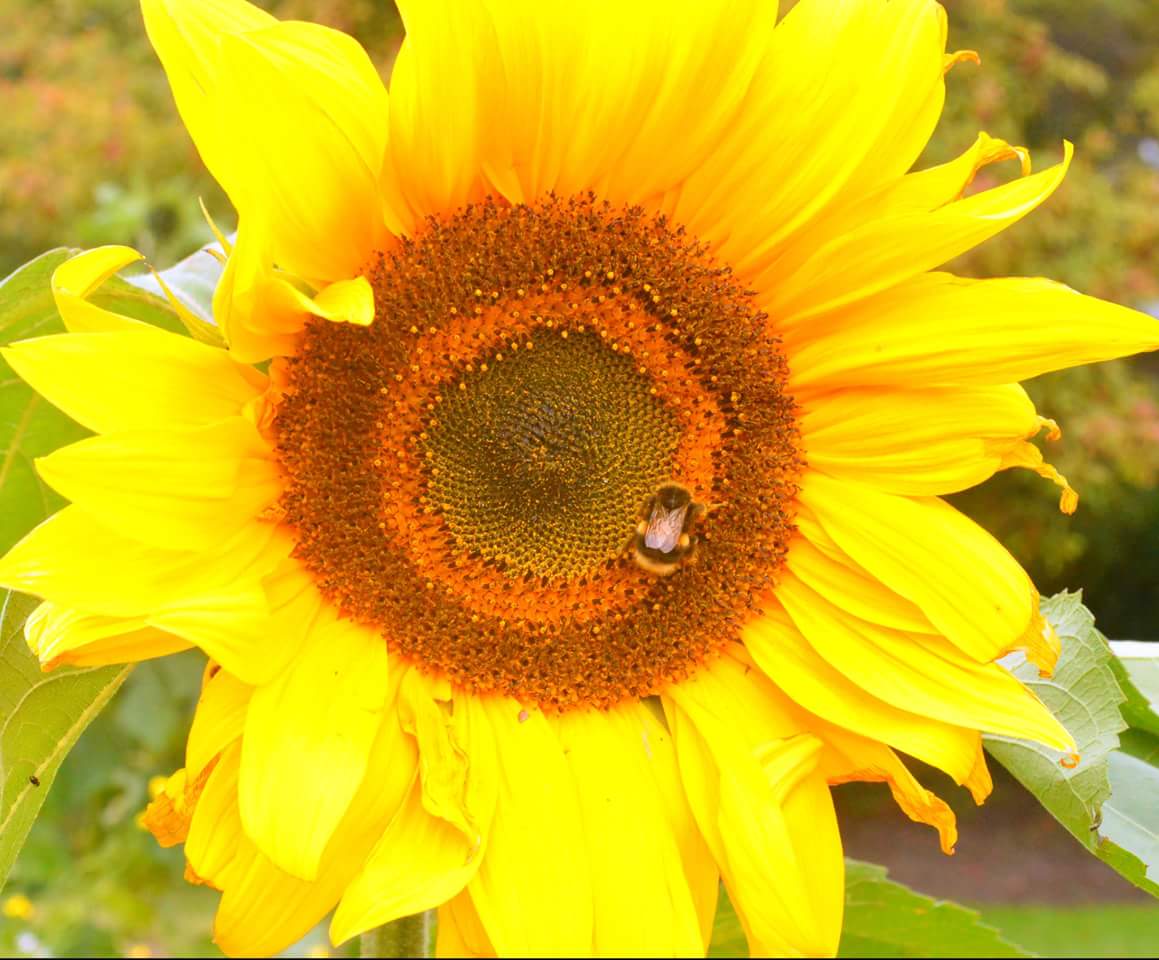 Bee G