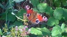 River Dodder Biodiversity