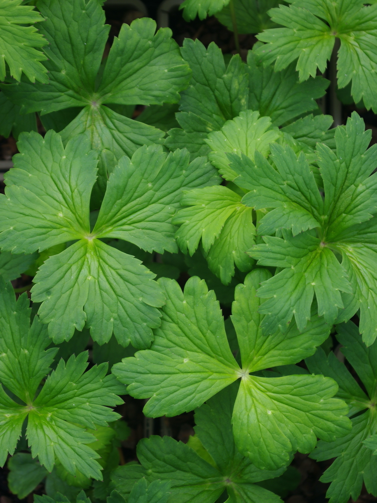 Trollius ircuticus