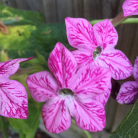 Gardenpixie99