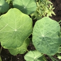 GardeningEgg