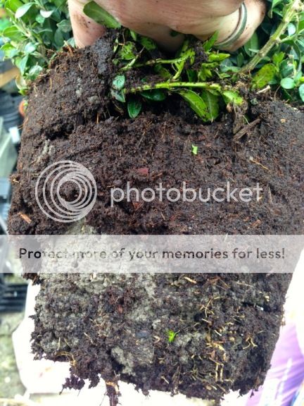 http://i232.photobucket.com/albums/ee192/thebear843/Garden/file_zps35615370.jpg