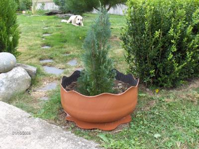 http://imagensubir.infojardin.com/subida/images/cqs1254437737g.JPG