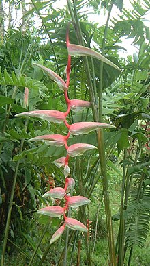 Heliconia chartaceaJPG