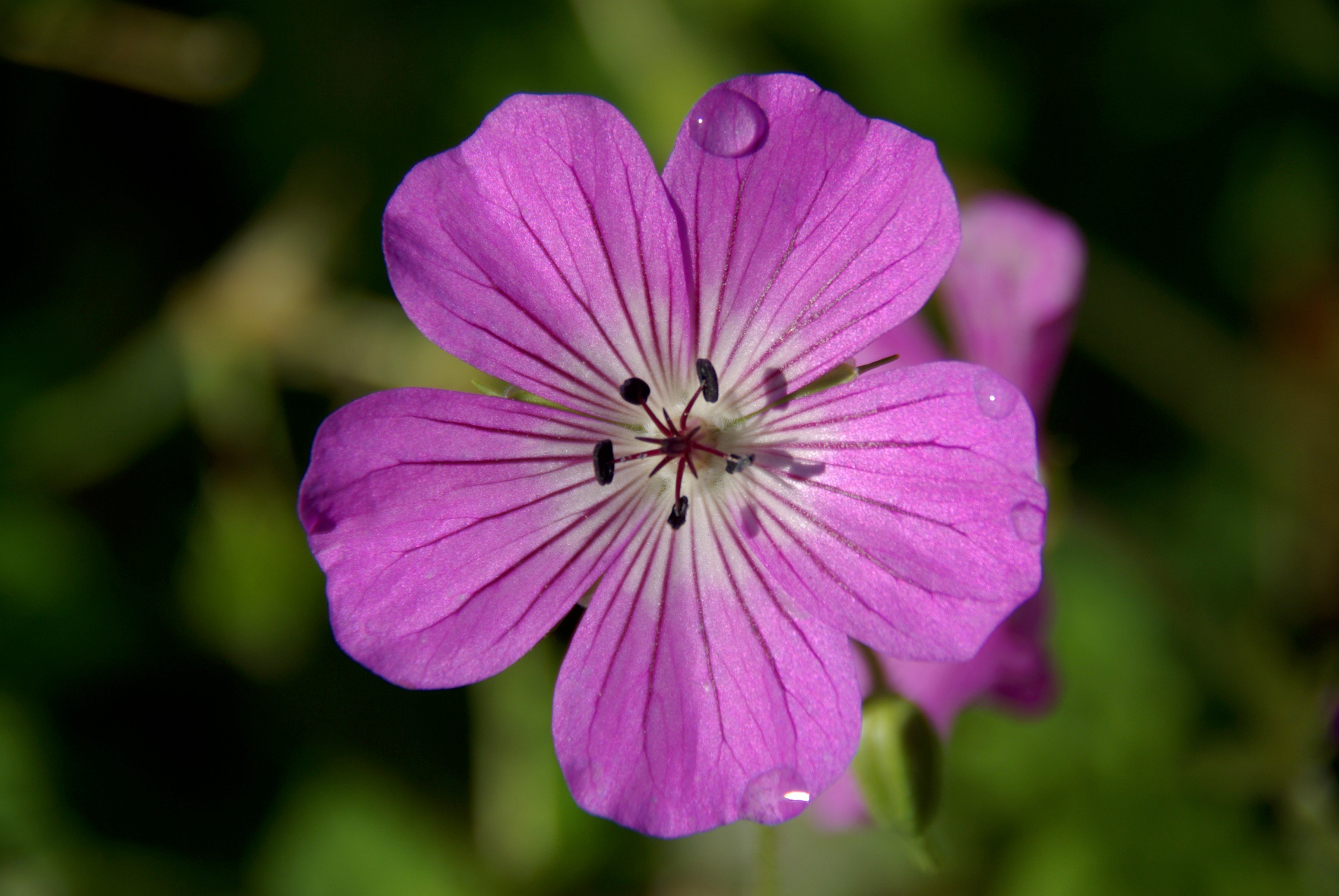 Highland Jeannie