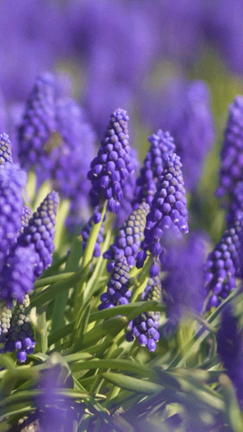 GIF   -           We Hea  Flowers gif Beautiful gif Beautiful  flowers wallpapers