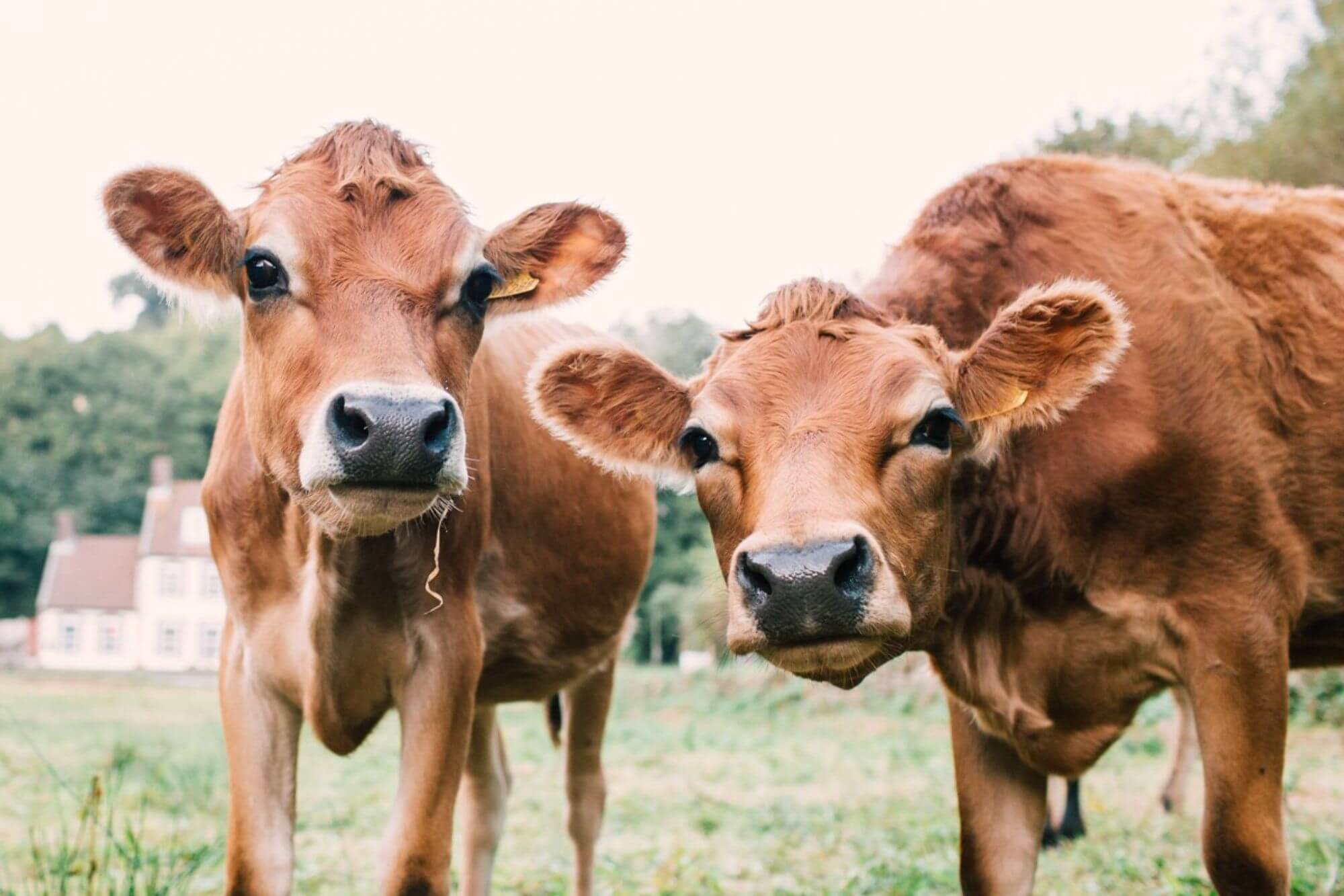 Top 5 Jersey Cow Facts  How To Meet A Jersey Cow  Visit Jersey
