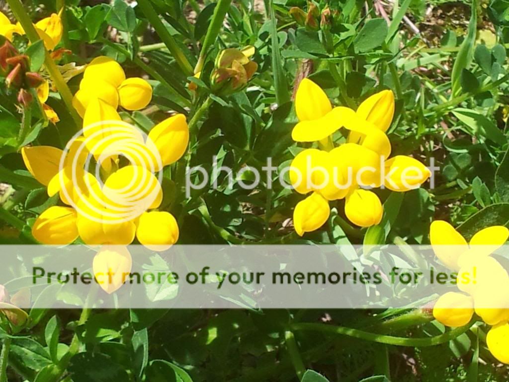 http://i1300.photobucket.com/albums/ag97/Bev_Pounsett-Krynauw/bc3ec875-5667-4283-b319-7d22333ac58e_zpsf8229357.jpg