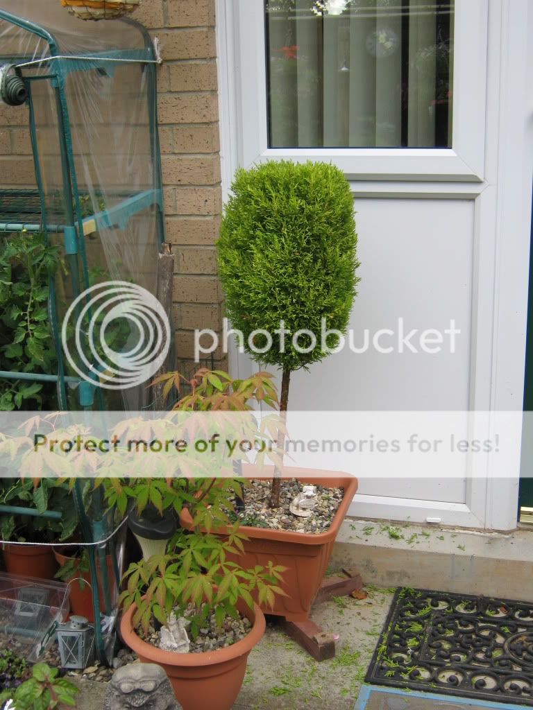 http://i826.photobucket.com/albums/zz184/rainjustlearning/Back%20garden%202010/IMG_0121.jpg