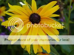 http://img.photobucket.com/albums/v11/otnorot/2427007e.jpg