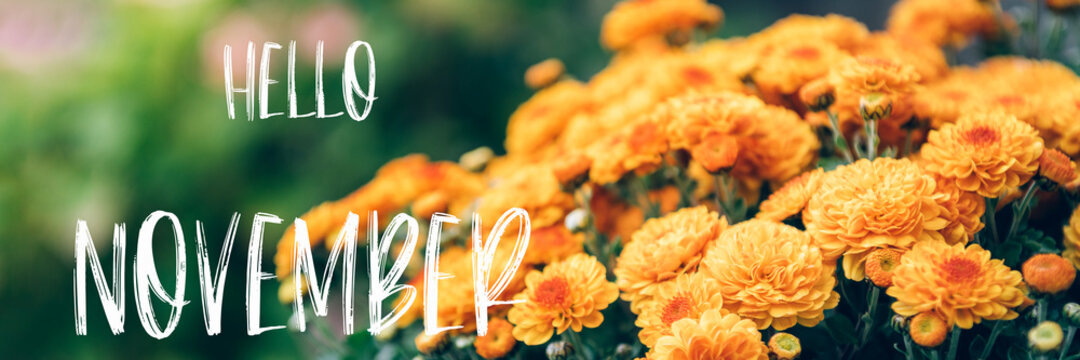 hello November stock photos and royalty-free images vectors and  illustrations  Adobe Stock