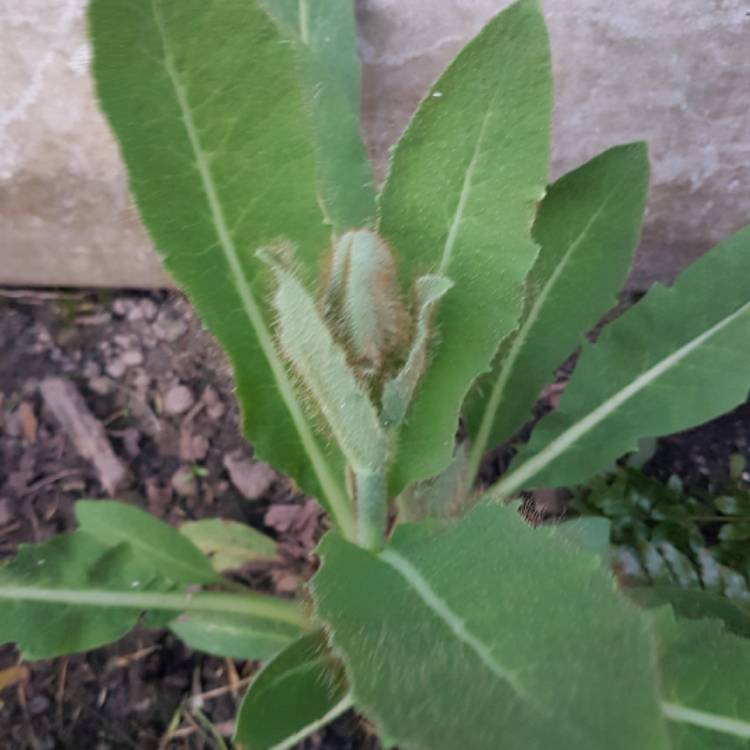 Image result for Meconopsis betonicifolia leaf images
