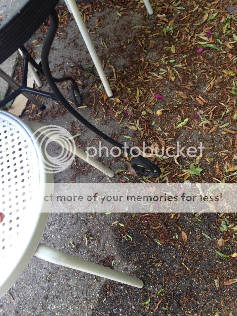http://i12.photobucket.com/albums/a230/susiebee/photo2_zps332675c4.jpg