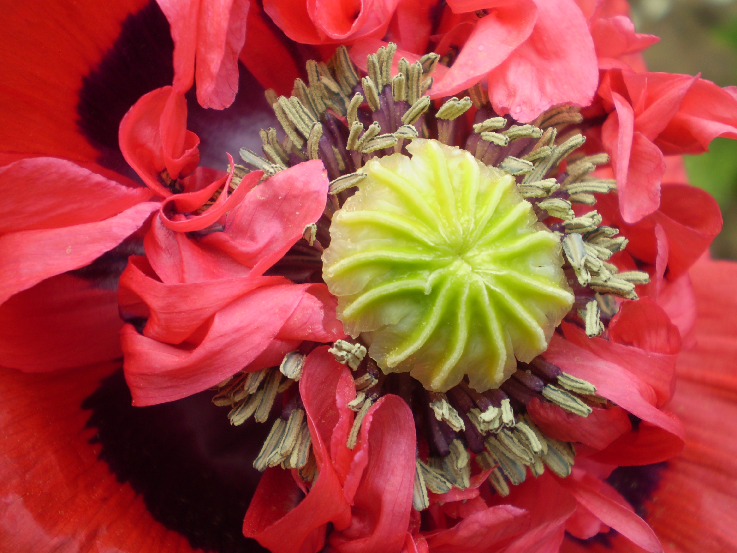 gardeners delight