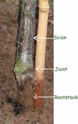 http://www.gardenaction.co.uk/images/apple_rootstock_scion_join_mine.jpg