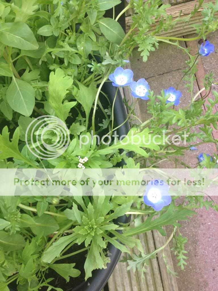 http://i1074.photobucket.com/albums/w410/kathryncraig/2DAC623F-8764-410E-A4F7-B01DB02327A1.jpg