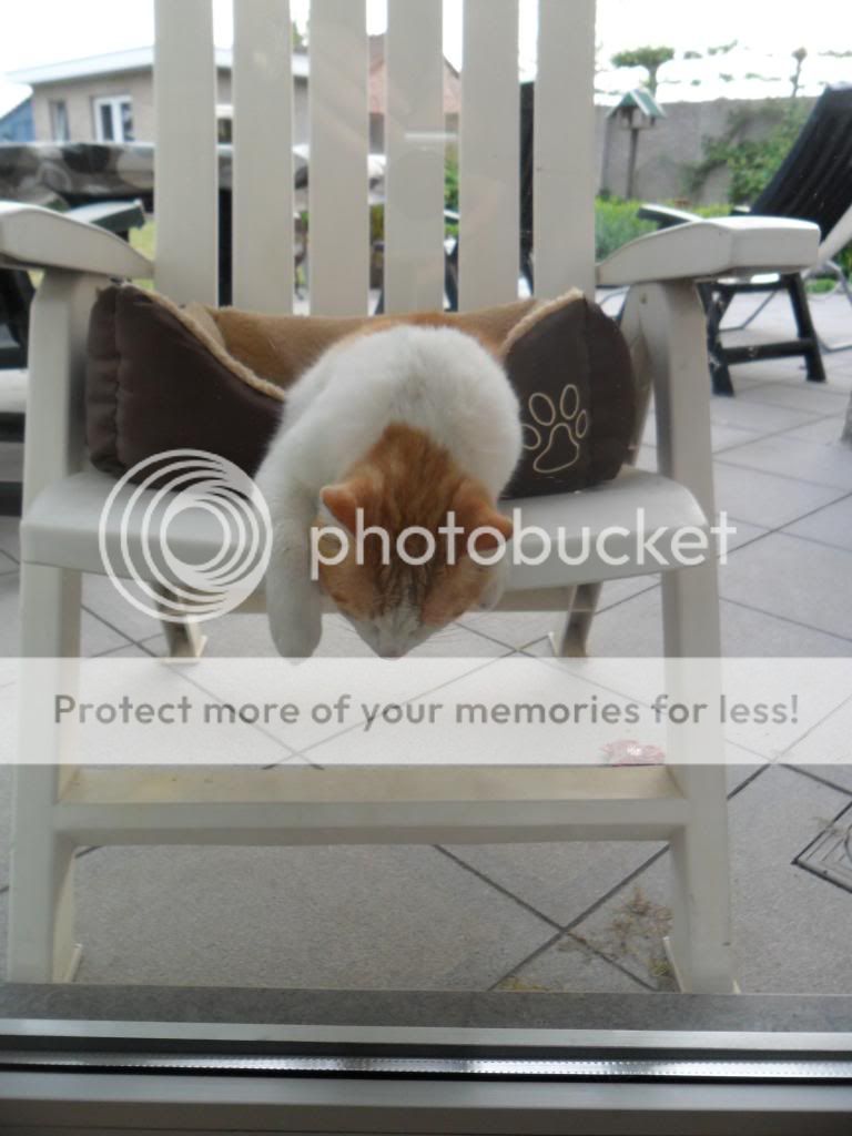 http://i1264.photobucket.com/albums/jj493/sversteynen/SAM_4313_zps50645d7d.jpg