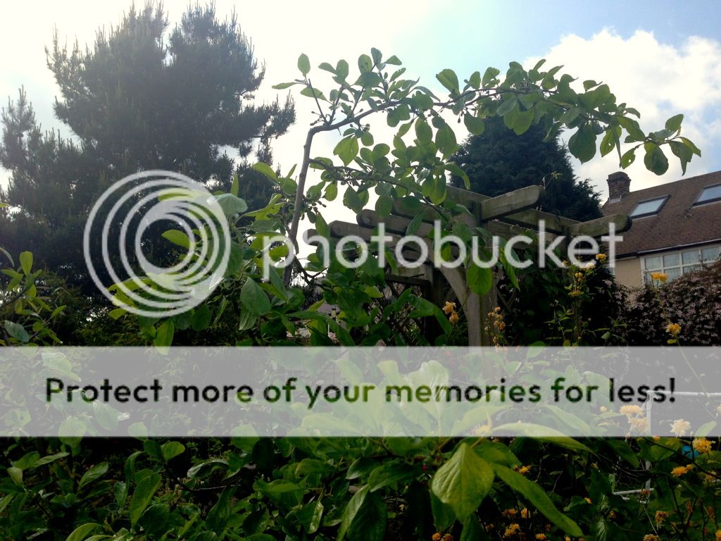 http://i232.photobucket.com/albums/ee192/thebear843/Garden/file_zps90adc672.jpg
