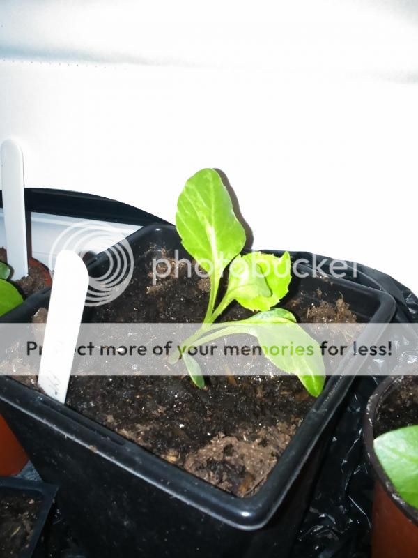 http://i83.photobucket.com/albums/j309/Cairnsie13/DSC_0043_zps5202b9c0.jpg