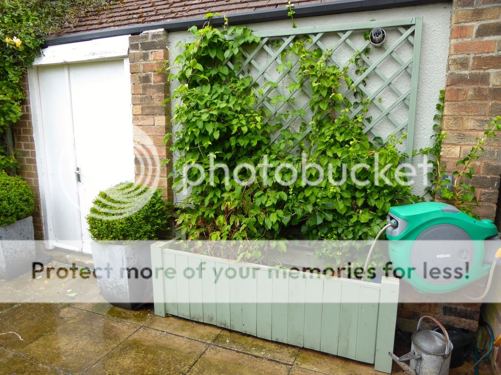 http://i232.photobucket.com/albums/ee192/thebear843/Garden/P1020382_zps797dxfr6.jpg