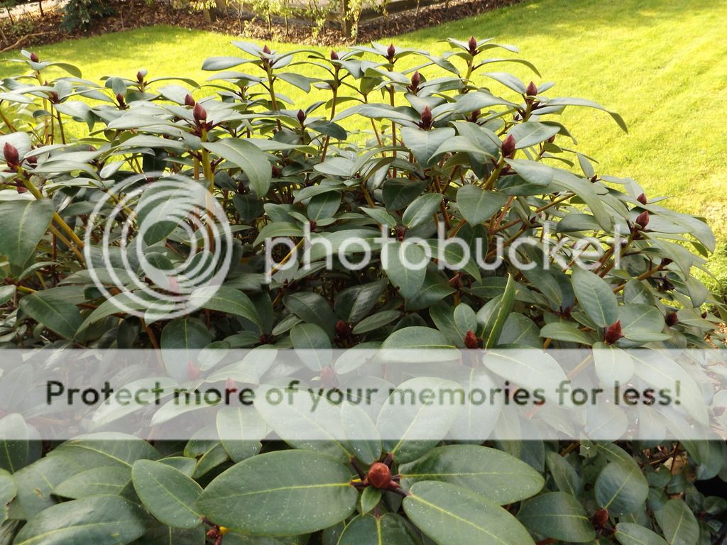http://i1331.photobucket.com/albums/w595/fairygirl55/DSCF1014_zpsqtzvv7zf.jpg