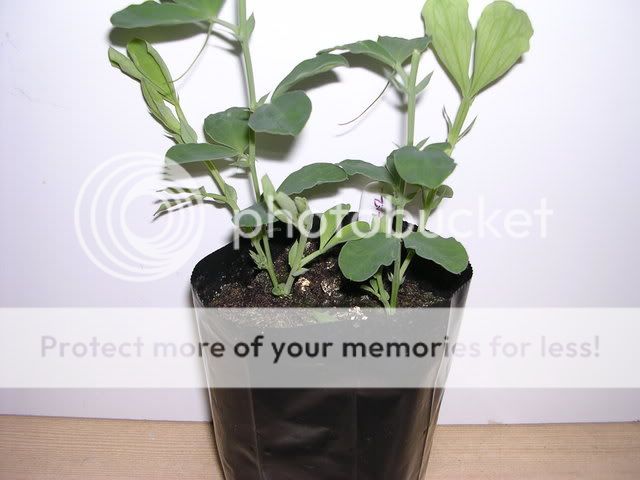 http://i27.photobucket.com/albums/c186/DavidKnapper/DSCN0632.jpg