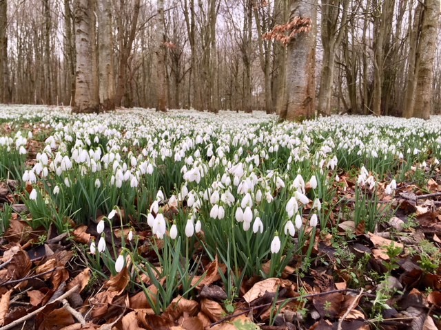 Best places to see snowdrops in Oxfordshire and Berkshire - A family day out
