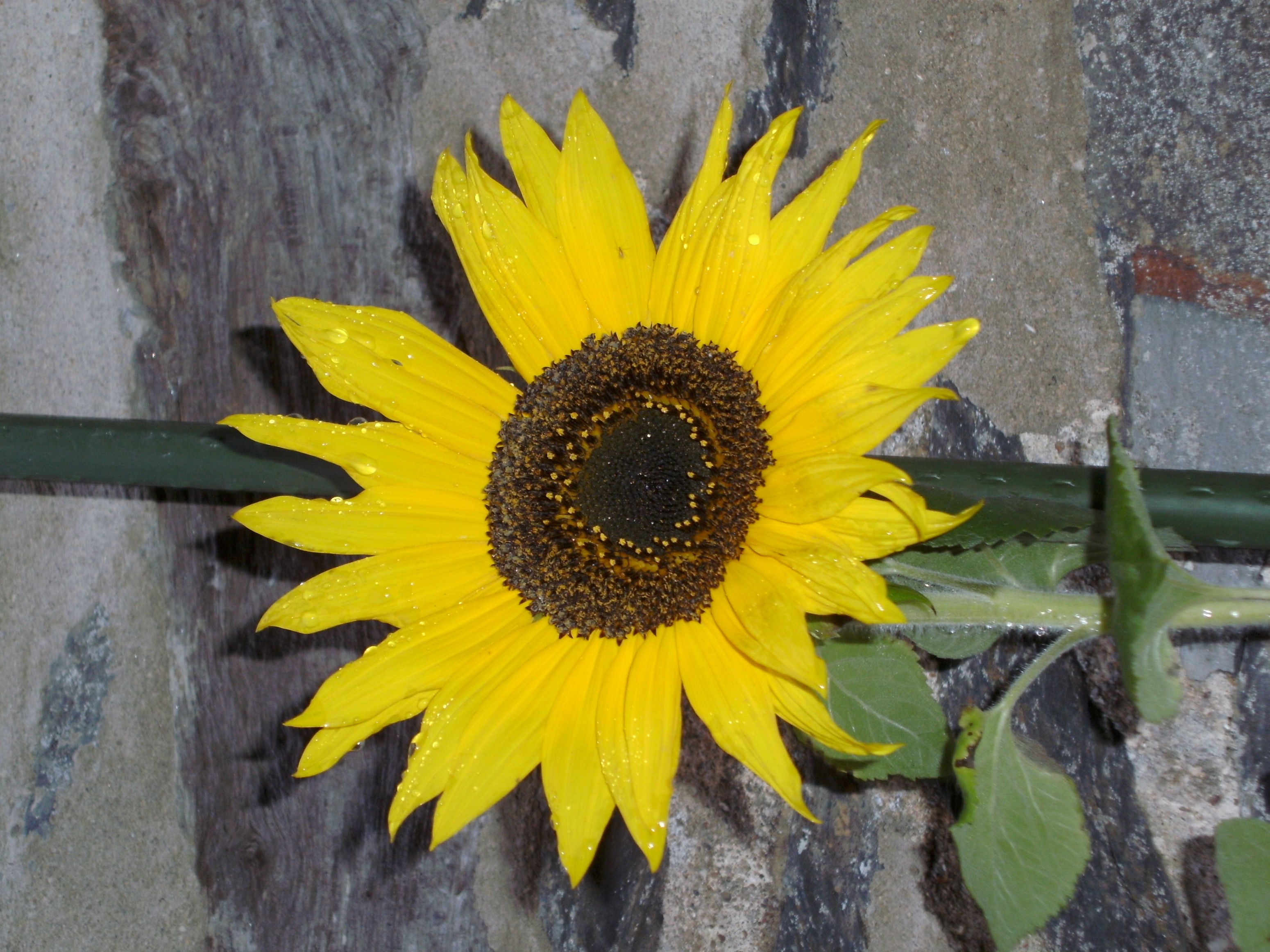 Garden-Girl