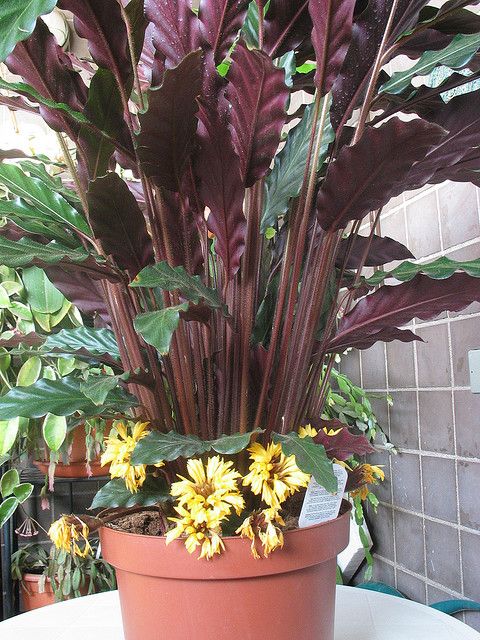 Image result for calathea rufibarba flowers