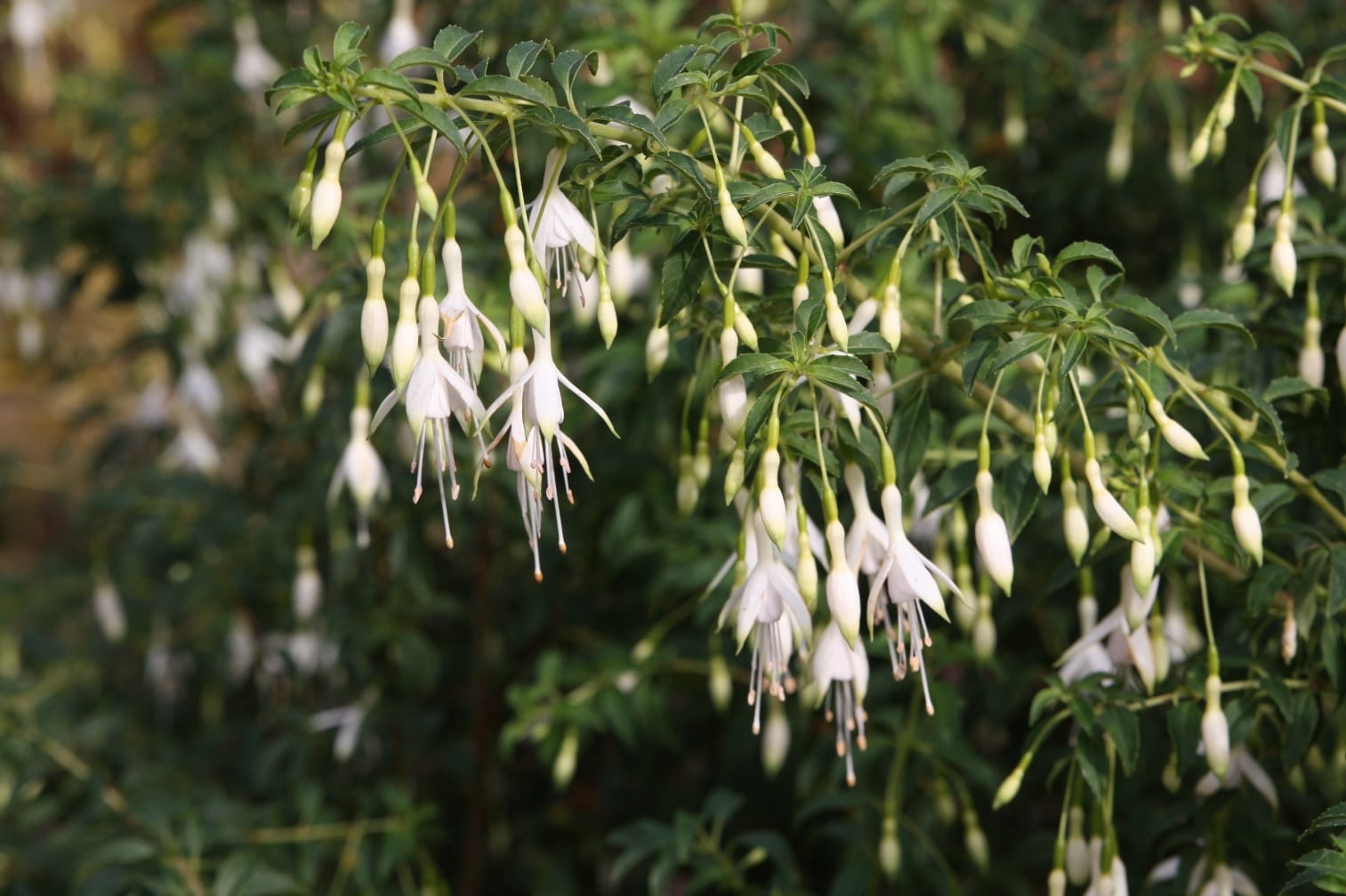 Fuchsias that are hardy in Britain - Down to Earth