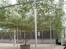 https://upload.wikimedia.org/wikipedia/commons/thumb/a/aa/Tomatotree.JPG/220px-Tomatotree.JPG
