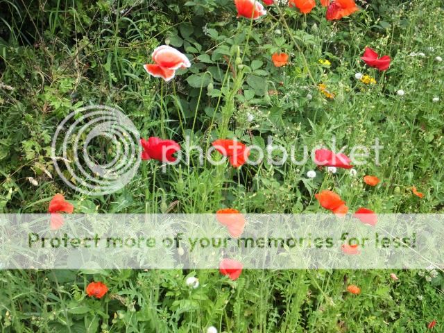 http://i27.photobucket.com/albums/c186/DavidKnapper/026_zps98d6187d.jpg
