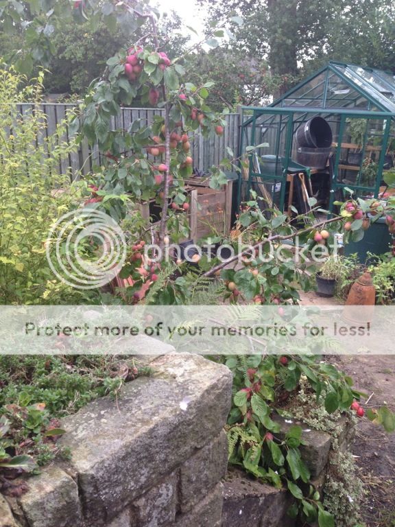 http://i232.photobucket.com/albums/ee192/thebear843/Garden/file_zpsffa3d612.jpg