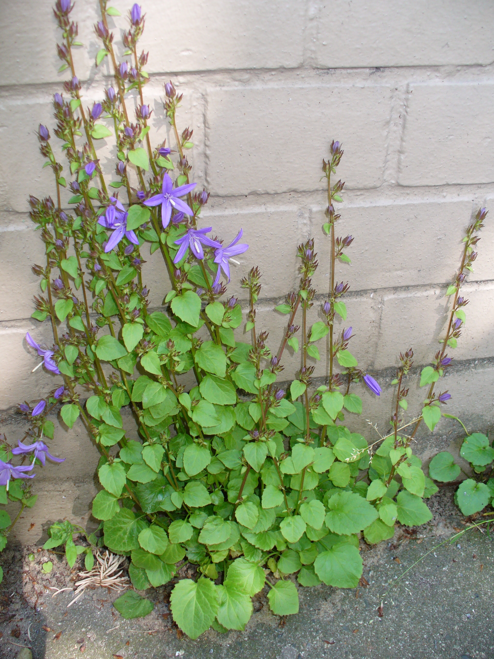 http://upload.wikimedia.org/wikipedia/commons/1/14/Campanula_poscharskyana_1.JPG